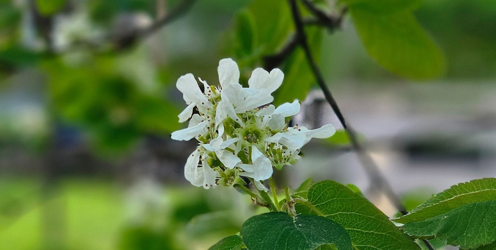 Puutarhakuva huoneistomajoitus Unelma